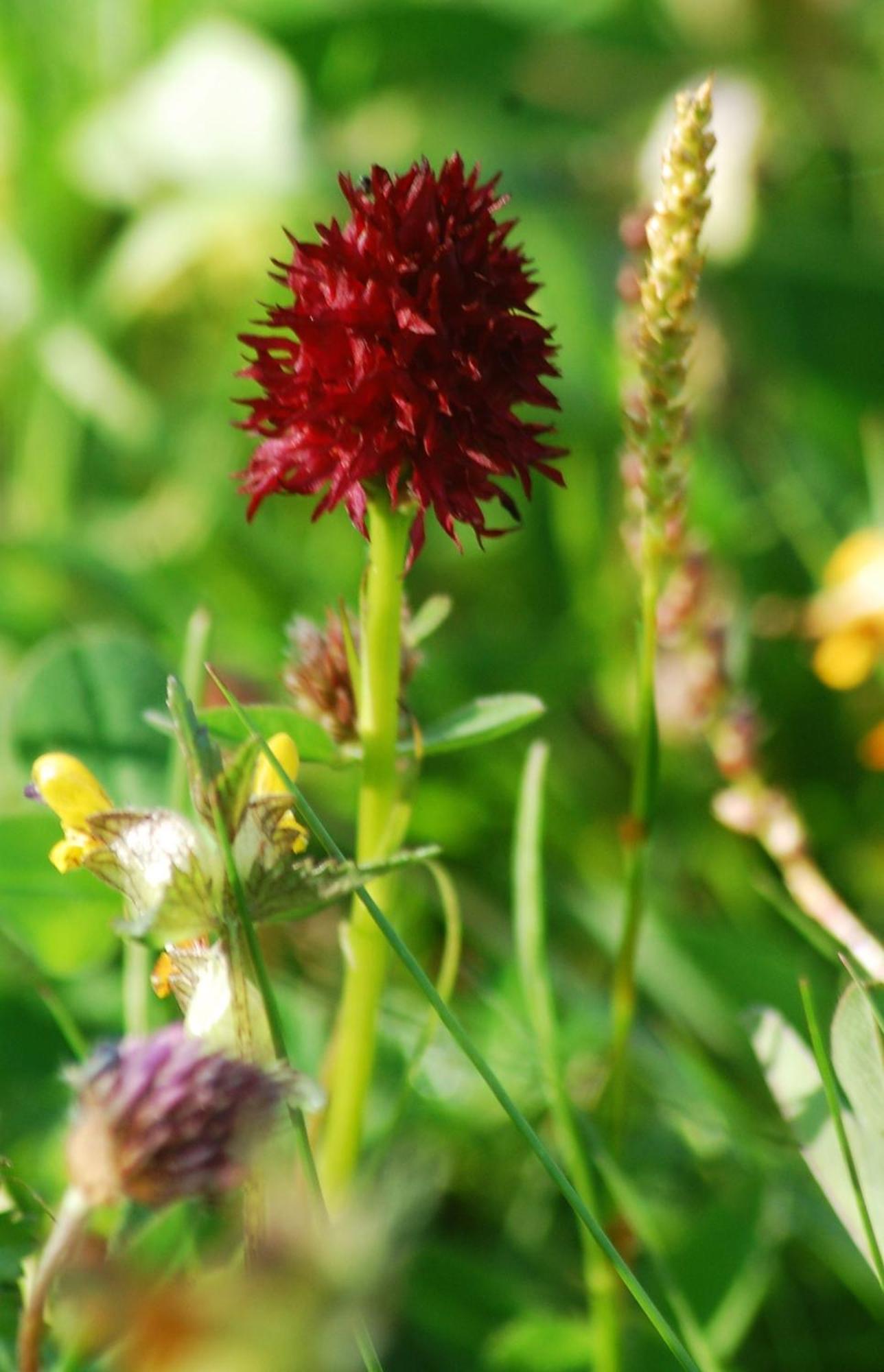 Soerbygarden Bed & Breakfast Brunflo Dış mekan fotoğraf